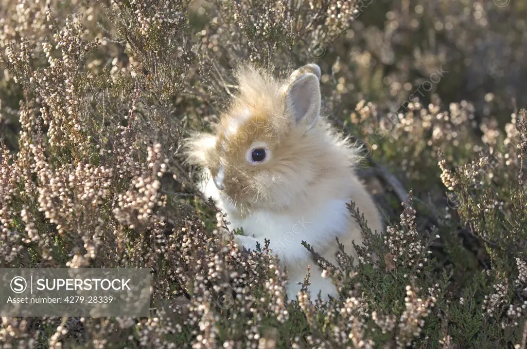 lion-headed dwarf rabbit in heath
