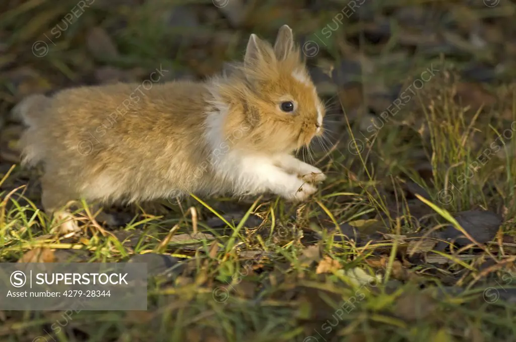 lion-headed dwarf rabbit on meadow