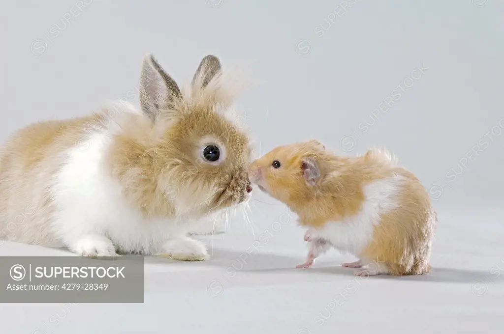 animal friendship : lion-headed dwarf rabbit and Golden hamster