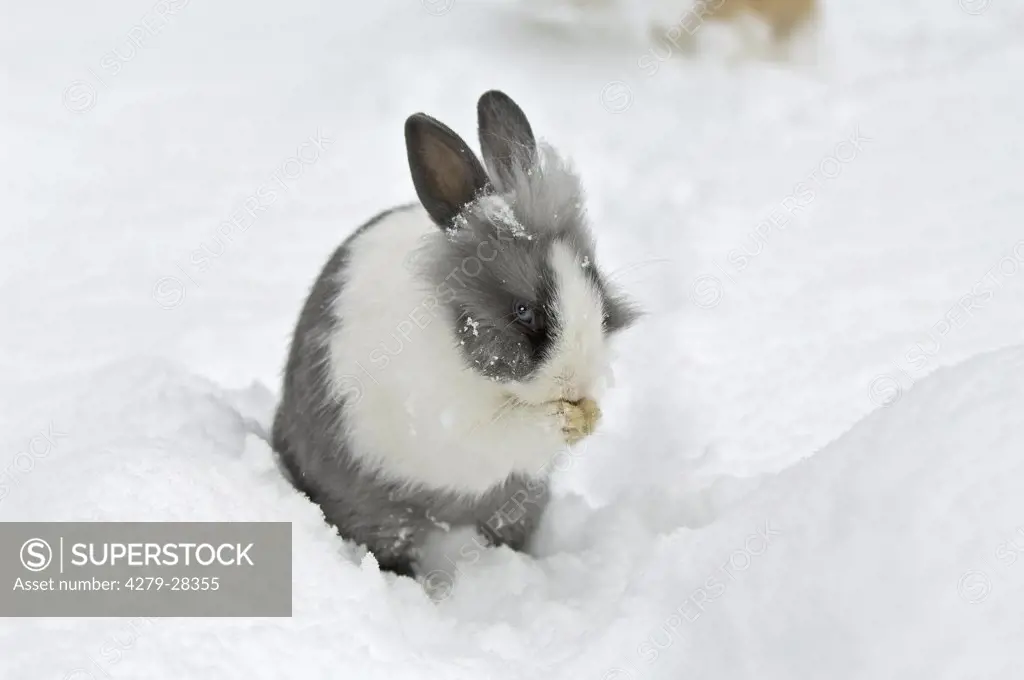 lion-headed dwarf rabbit in snow - preening itself