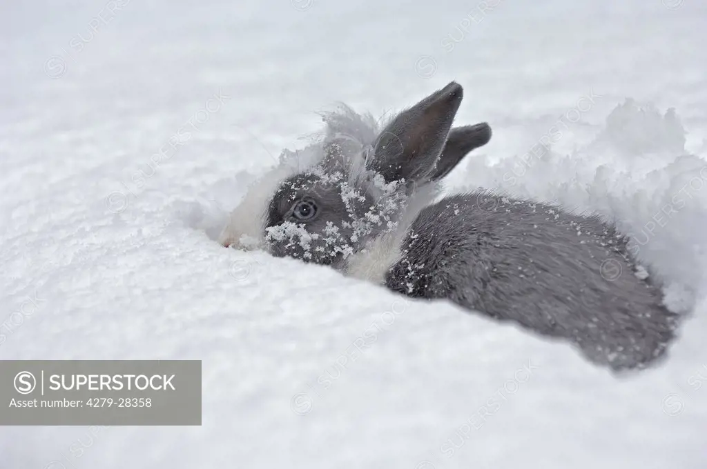 lion-headed dwarf rabbit in snow