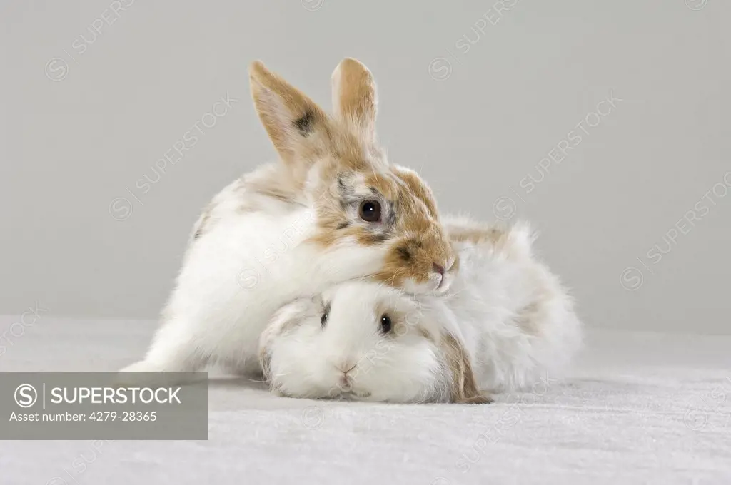rabbit and dwarf rabbit