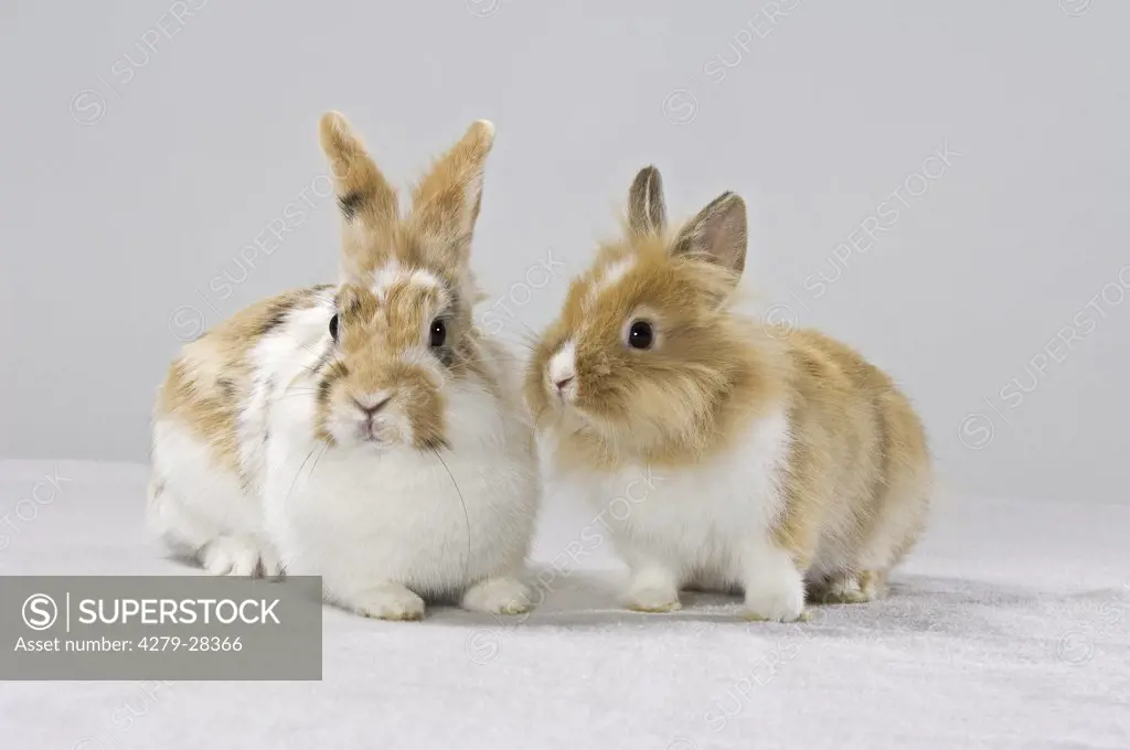 rabbit and lion-headed dwarf rabbit