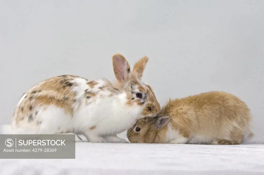 rabbit and lion-headed dwarf rabbit
