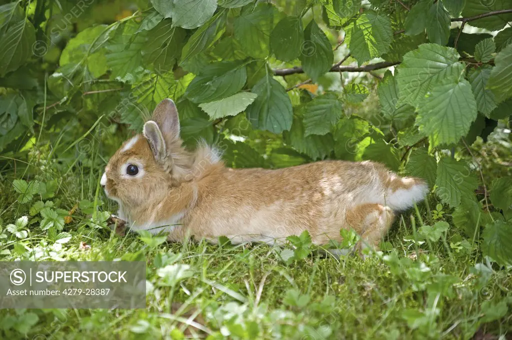 young lion-headed dwarf rabbit - lying on meadow