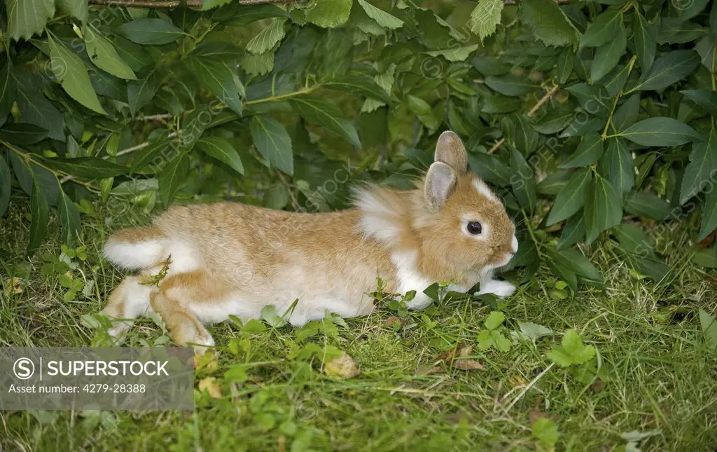 young lion-headed dwarf rabbit - lying on meadow