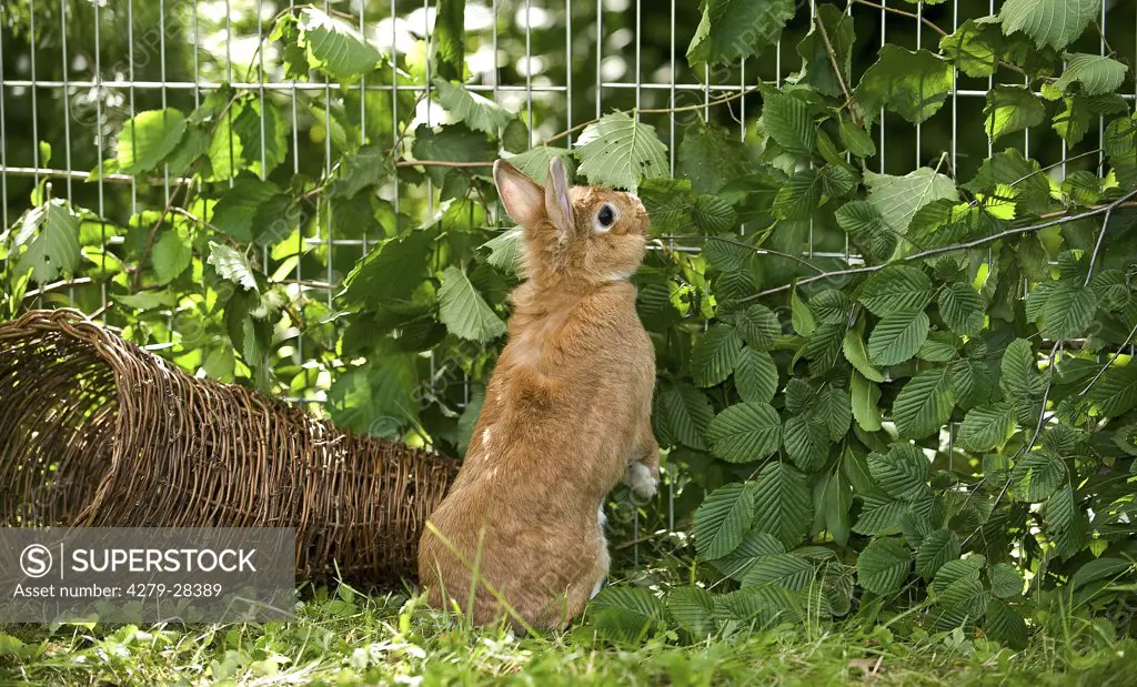 dwarf rabbit at fence