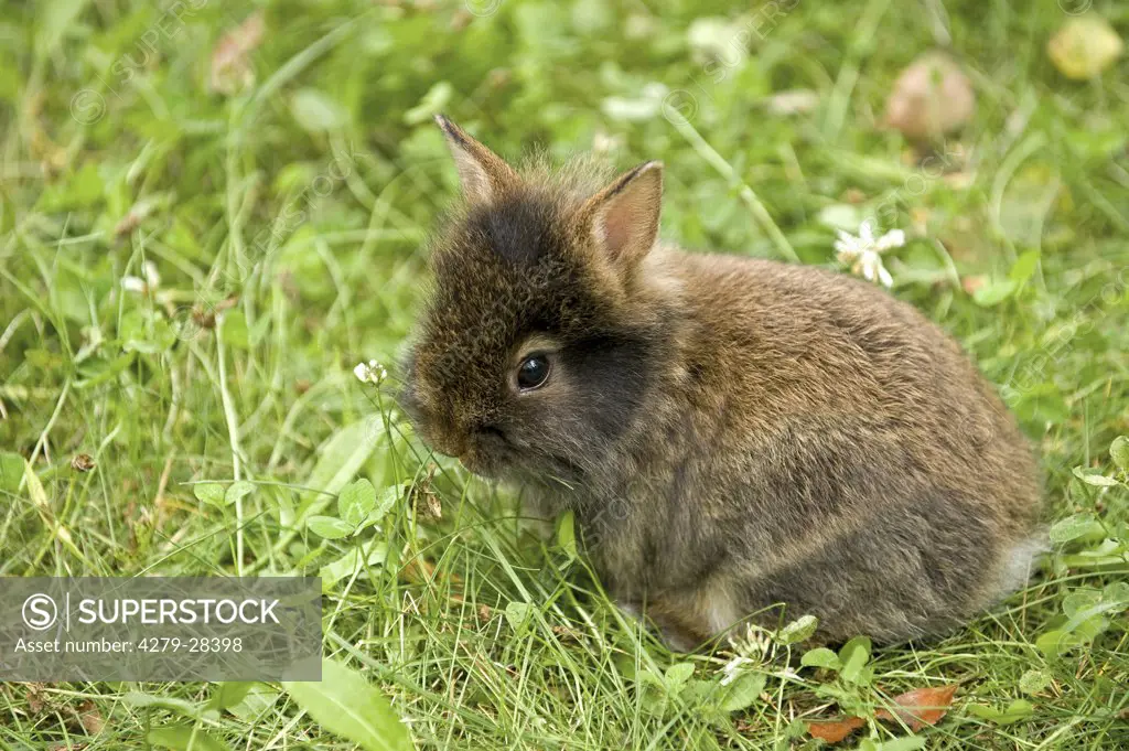young lion-headed dwarf rabbit on meadow