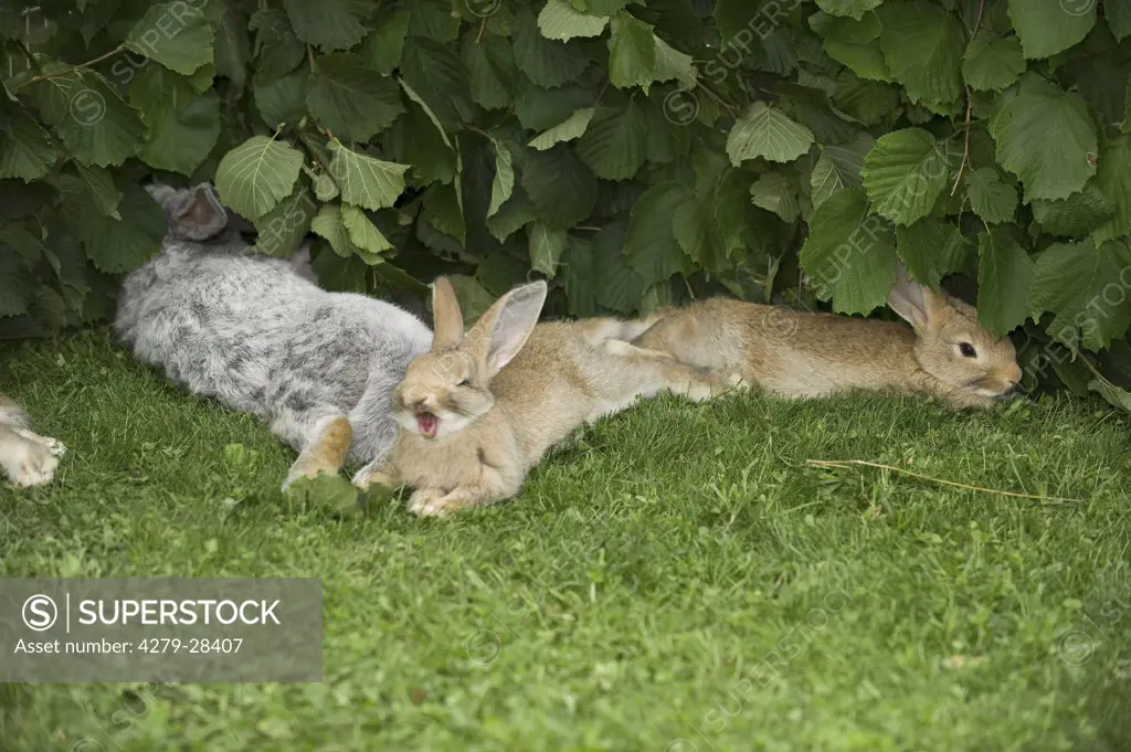 rabbits - lying on meadow