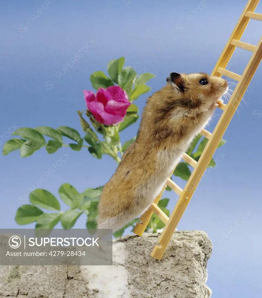 golden hamster on ladder