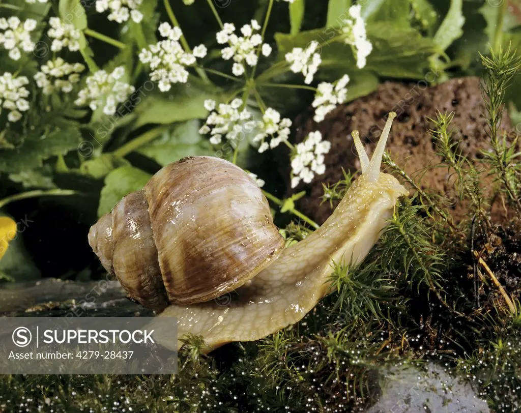 edible snail, Helix pomatia