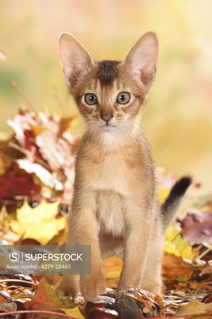 Abyssinian cat - kitten sitting on autumn foliage