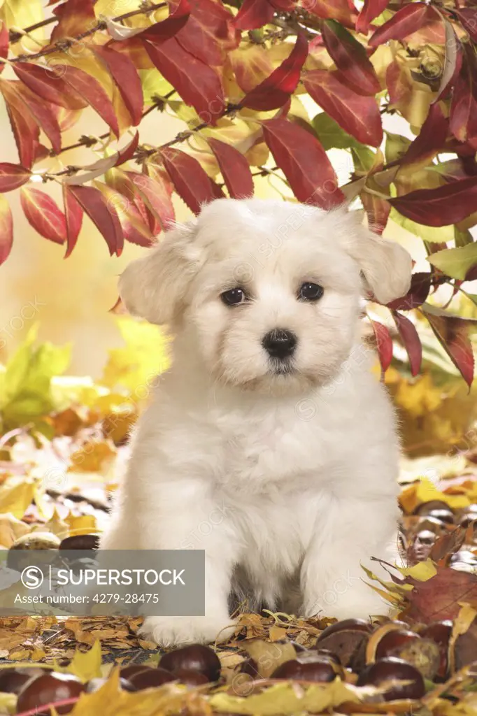 Havanese dog - puppy sitting in autumn foliage