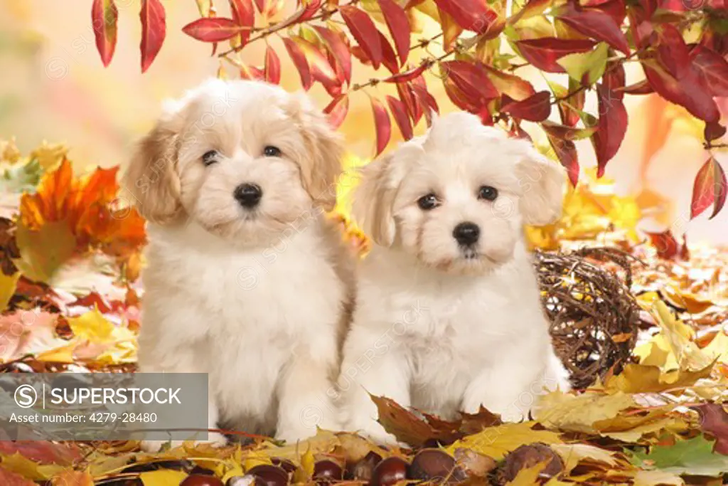 two Havanese dogs - puppies sitting in autumn foliage