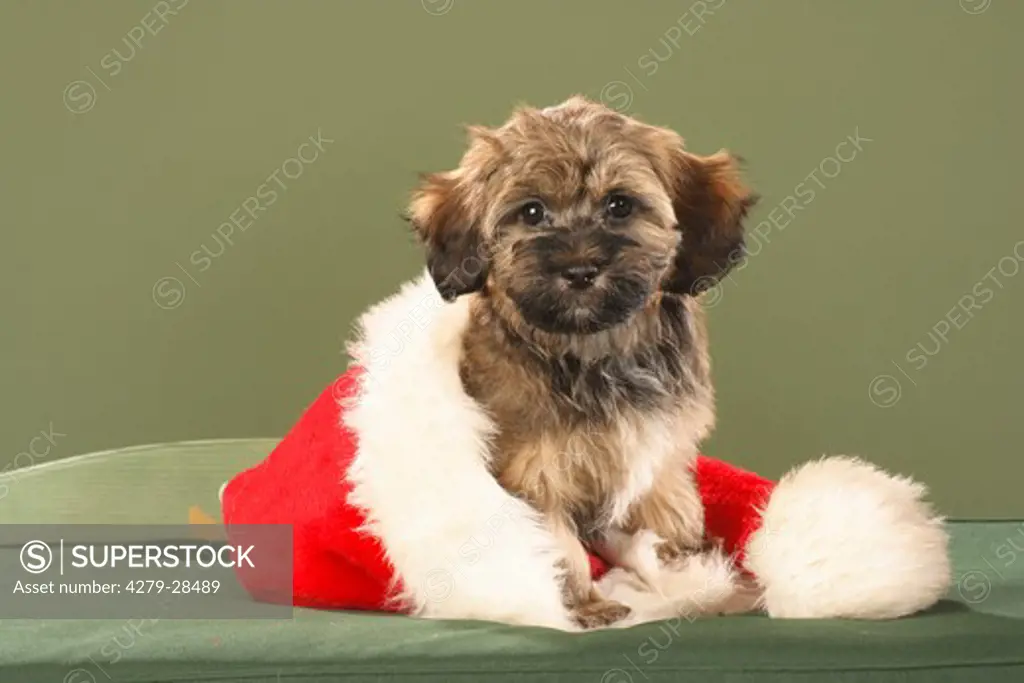 Havanese dog - puppy in Santa Claus cap