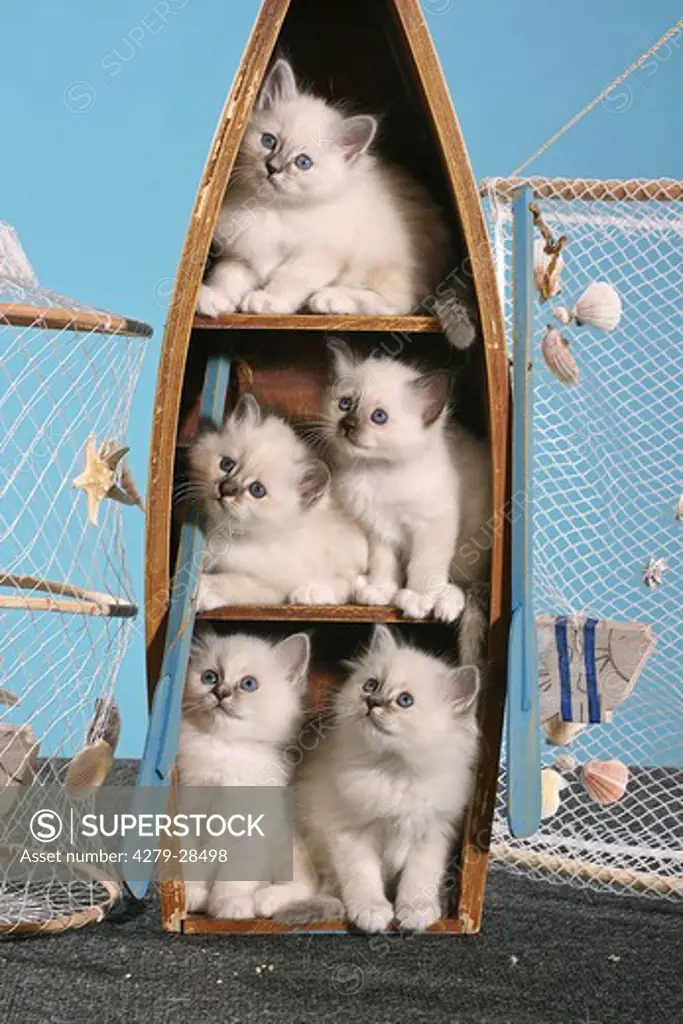 Sacred cat of Burma - five kittens in boat