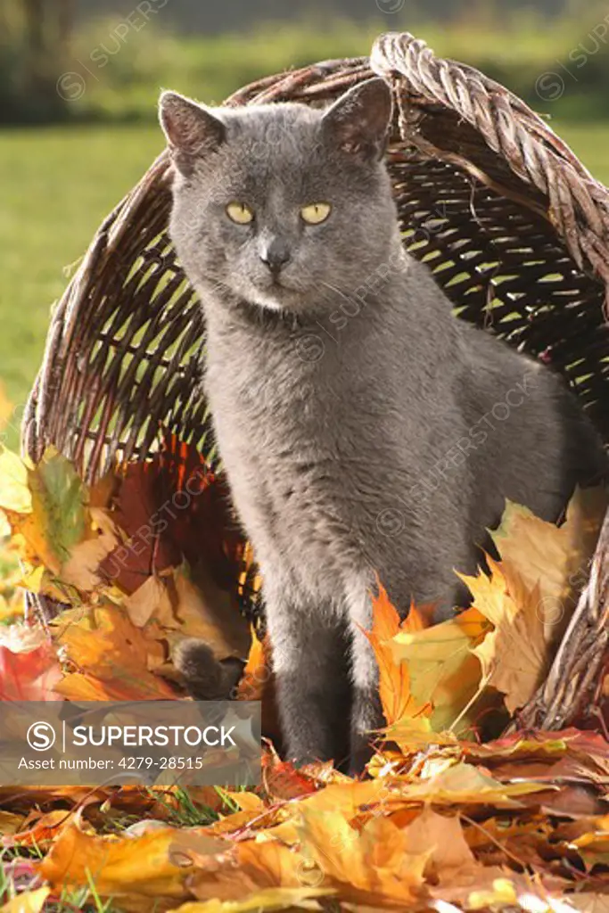 grey cat - standing in basket with autumn foliage