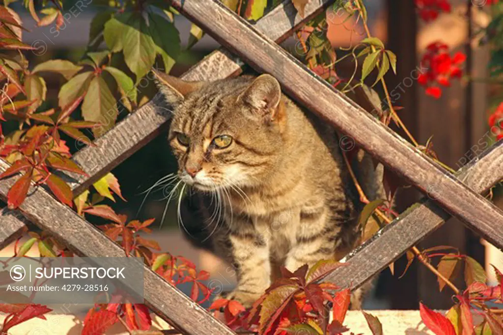 tabby domestic cat behind growth support
