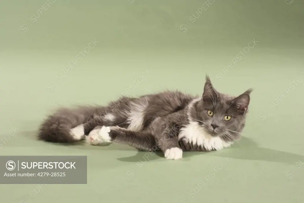 Maine Coon cat - lying - cut out