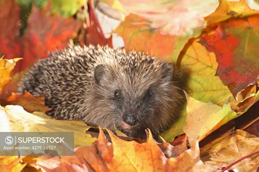 hedgehog - lying in autumn foliage