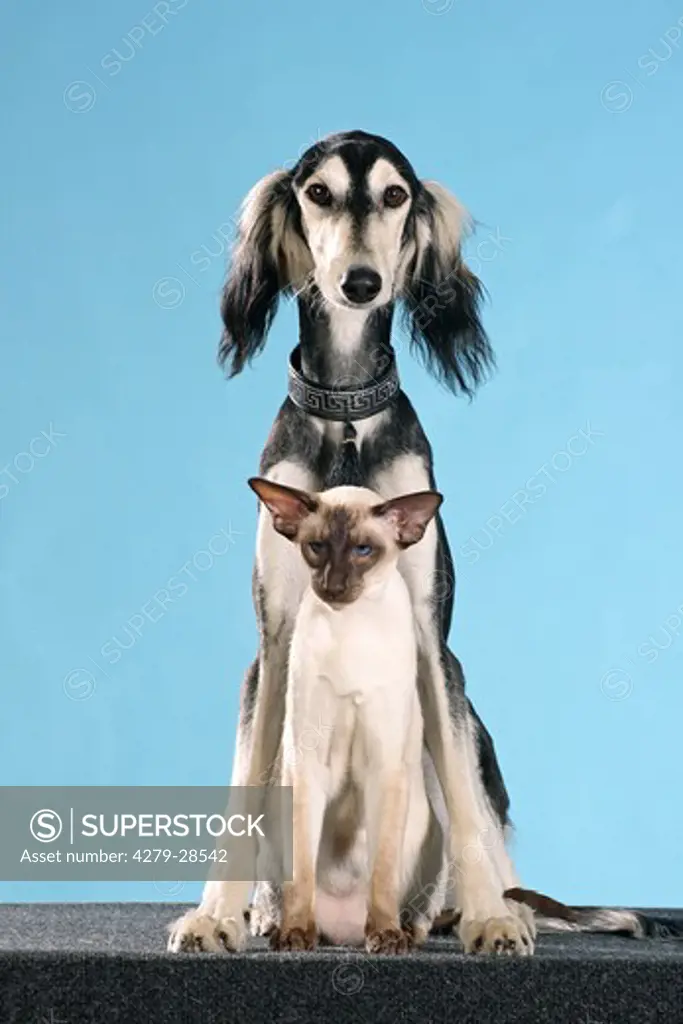 animalfriendship: Saluki dog and Siamese cat - cut out