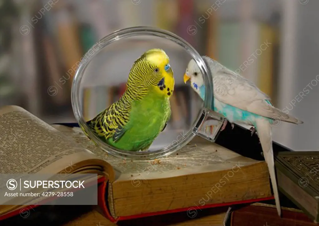 two budgerigars at magnifying glass, Melopsittacus undulatus