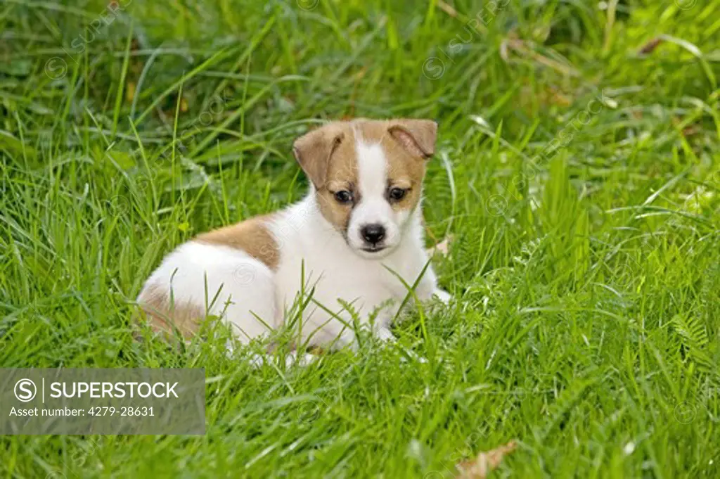 half breed dog puppy - lying on meadow