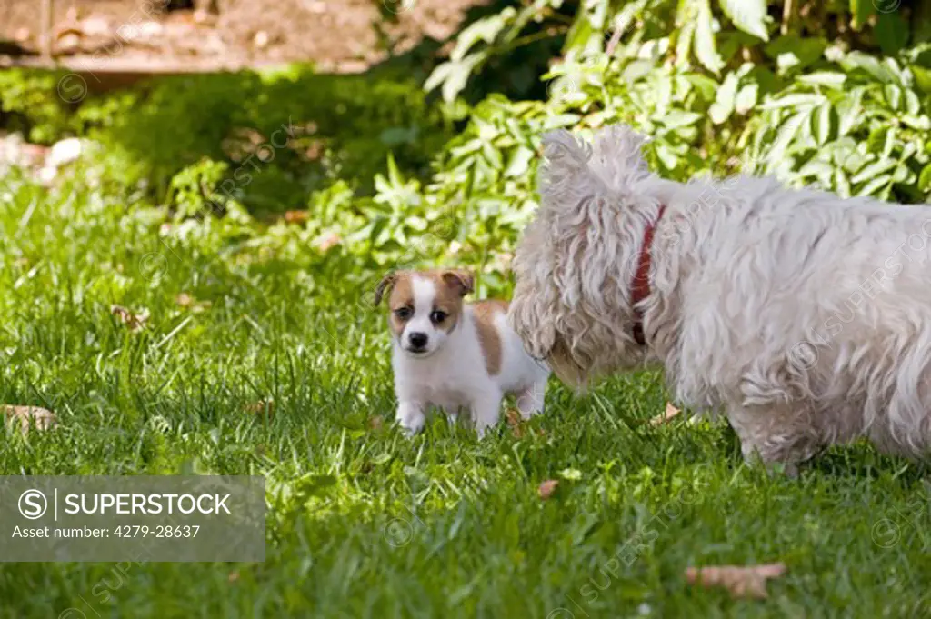 West Highland White Terrier dog and half breed dog puppy