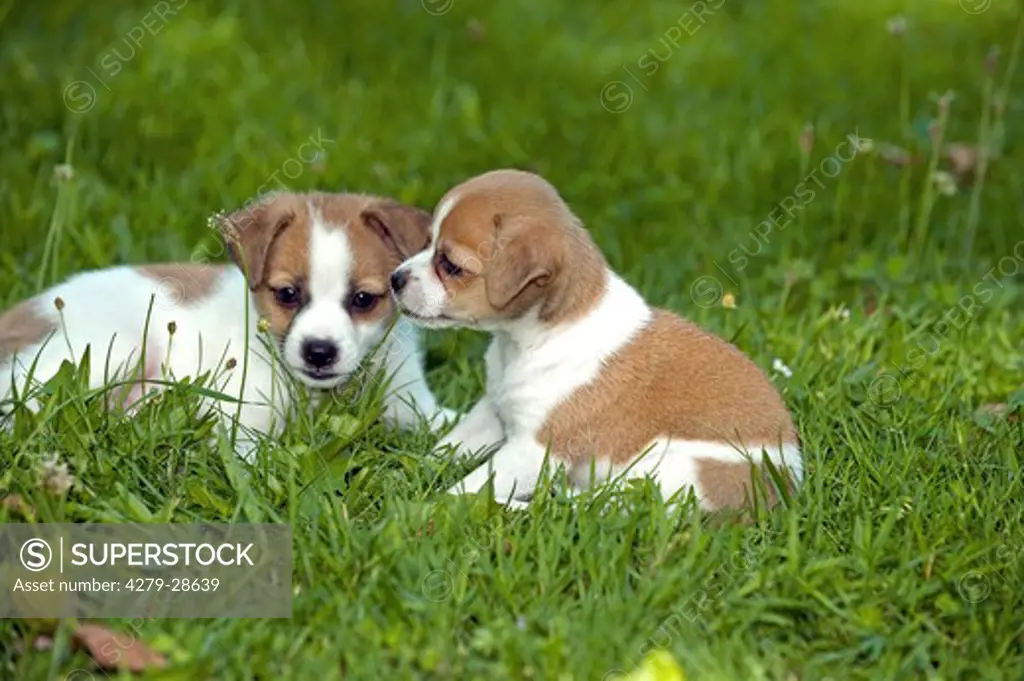 two half breed dog puppies on meadow