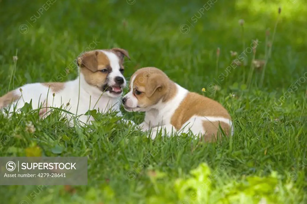 two half breed dog puppies on meadow