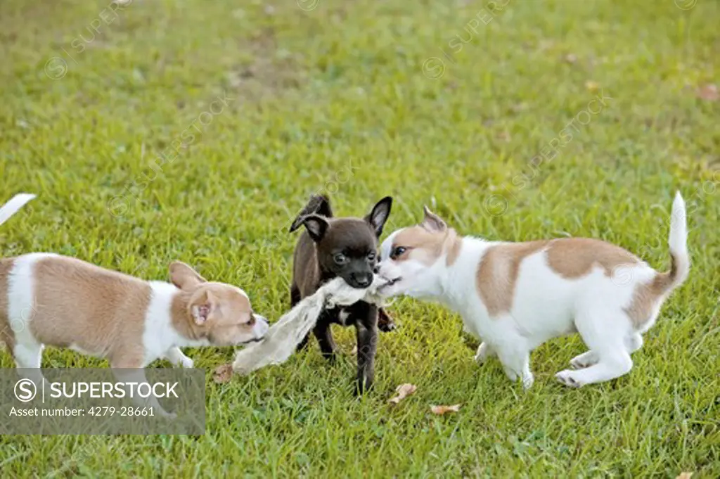 three half breed dog puppies - playing on meadow