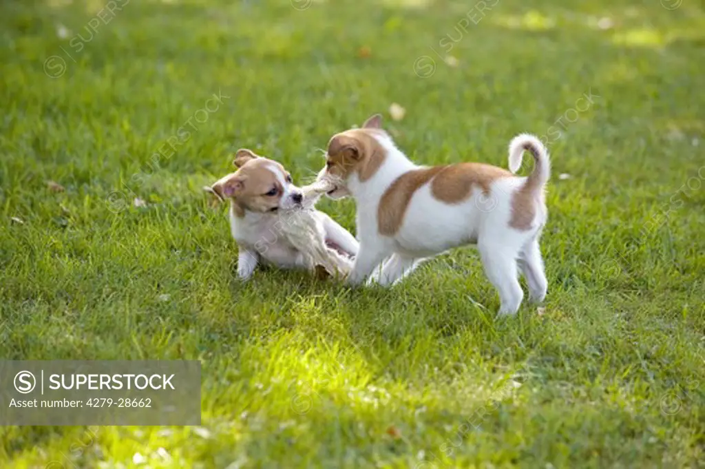two half breed dog puppies - playing on meadow