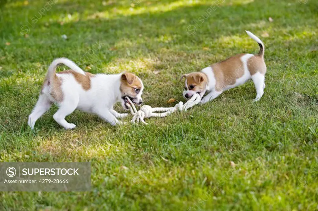 two half breed dog puppies - playing on meadow