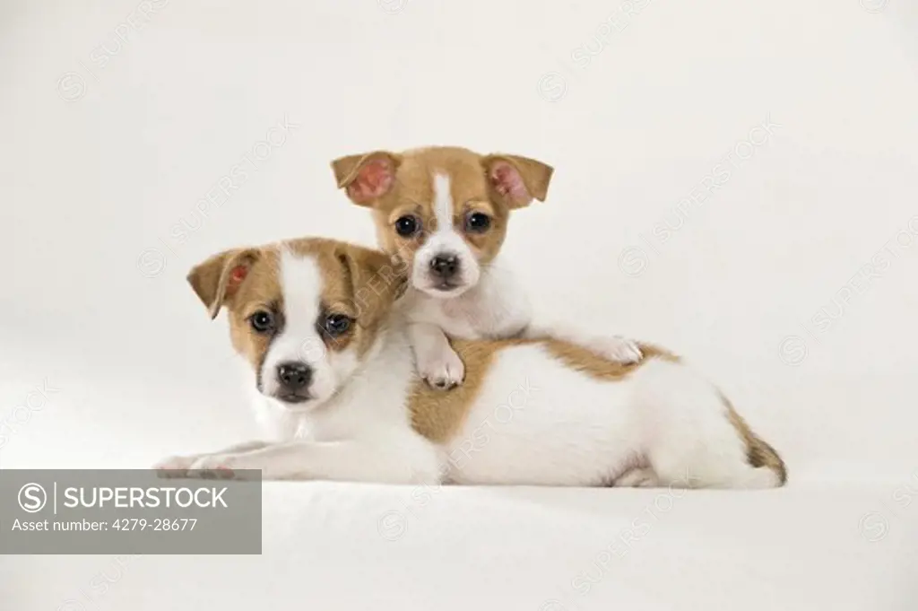 two half breed dog puppies - lying - cut out