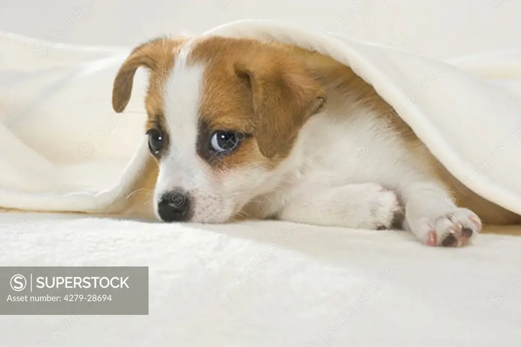 half breed dog puppy - lying