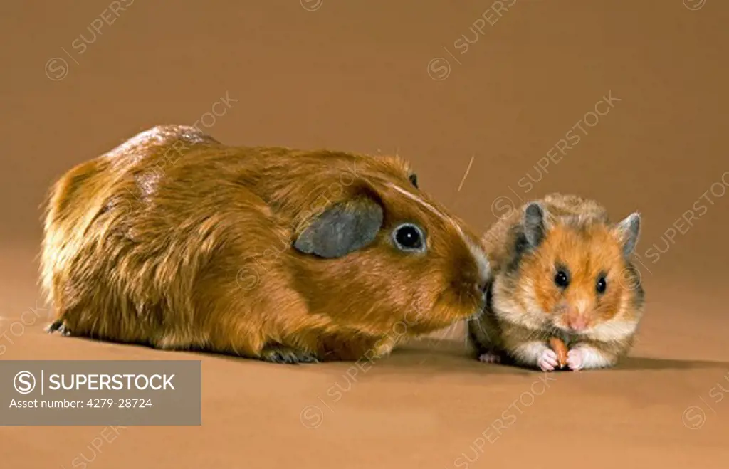 animal friendship : short-haired guinea pig and Golden hamster