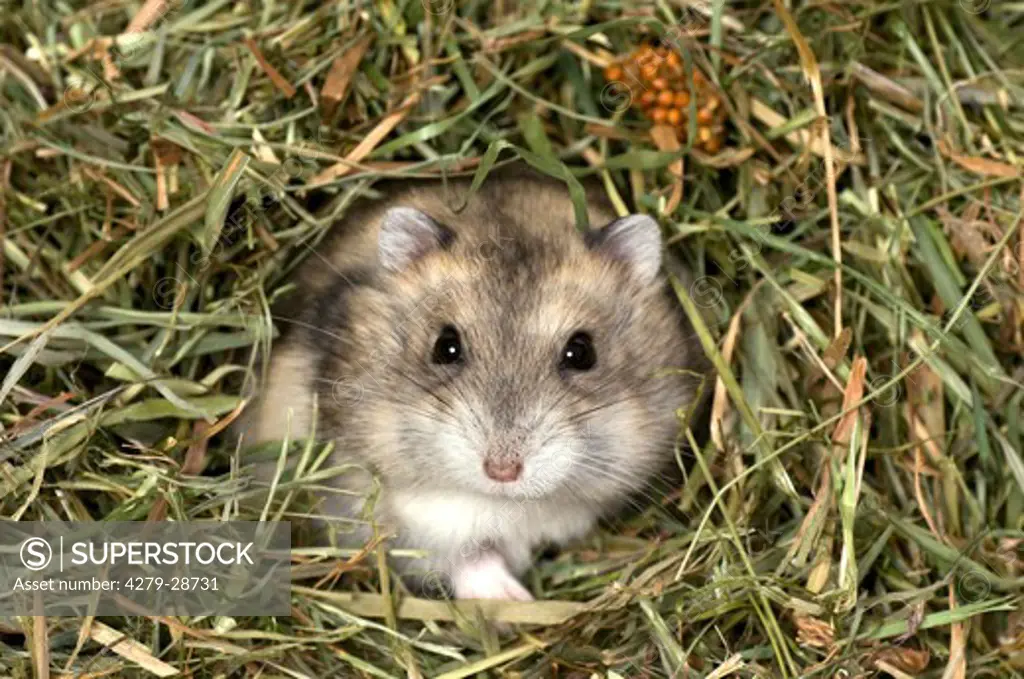 Dzhungarian Dwarf Hamster in hay