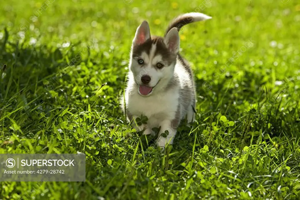 Siberian Husky dog - puppy on meadow