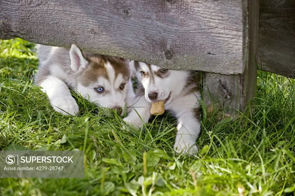 Siberian Husky dog - two puppies on meadow