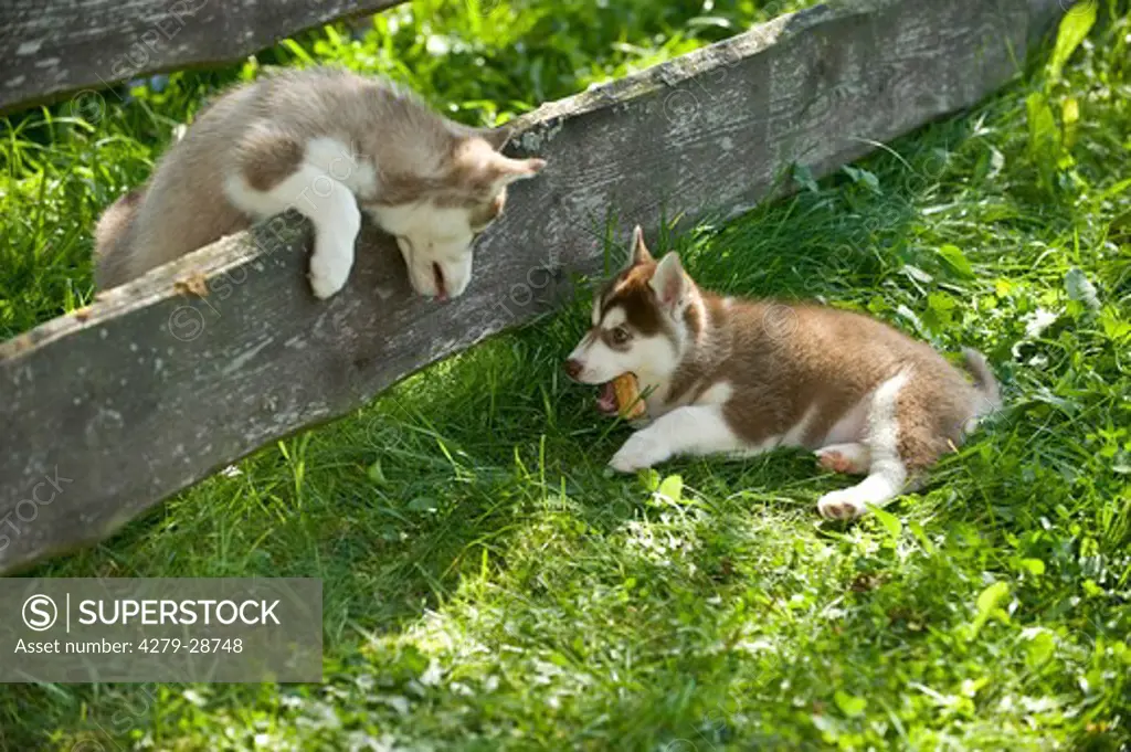 Siberian Husky dog - two puppies at fence