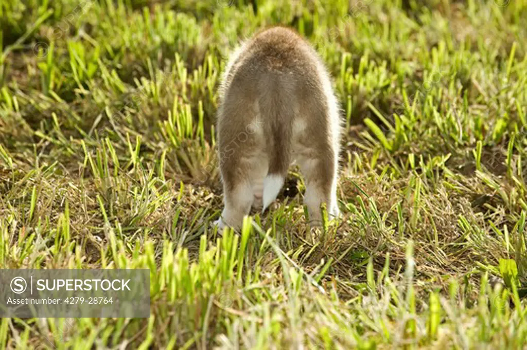 Siberian Husky dog - puppy standing on meadow