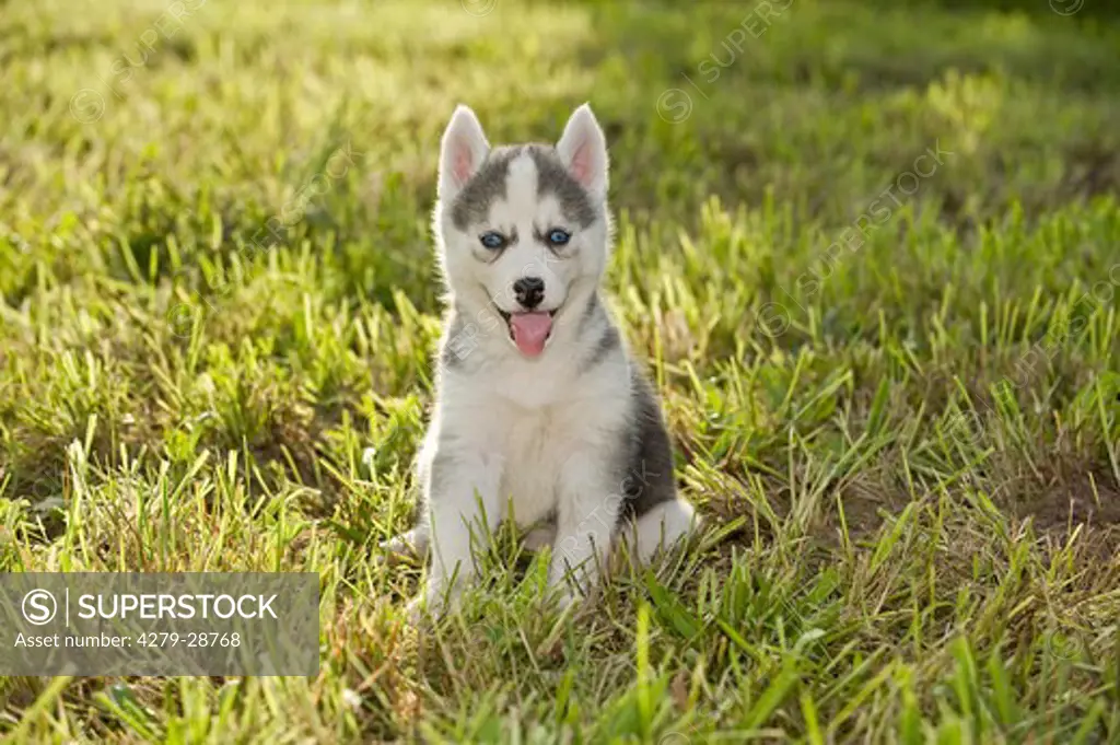 Siberian Husky dog - puppy on meadow