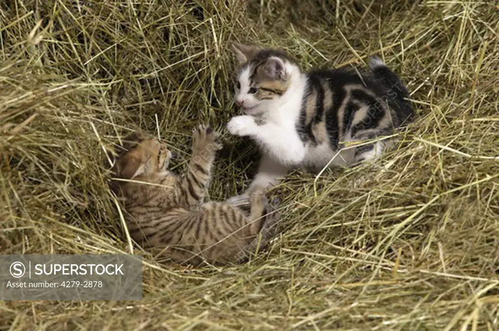 two kitten playing in straw