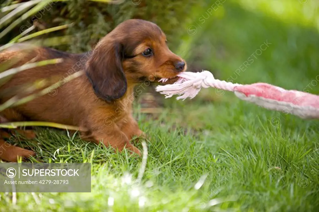 long-haired miniature dachshund dog - puppy playing with rope