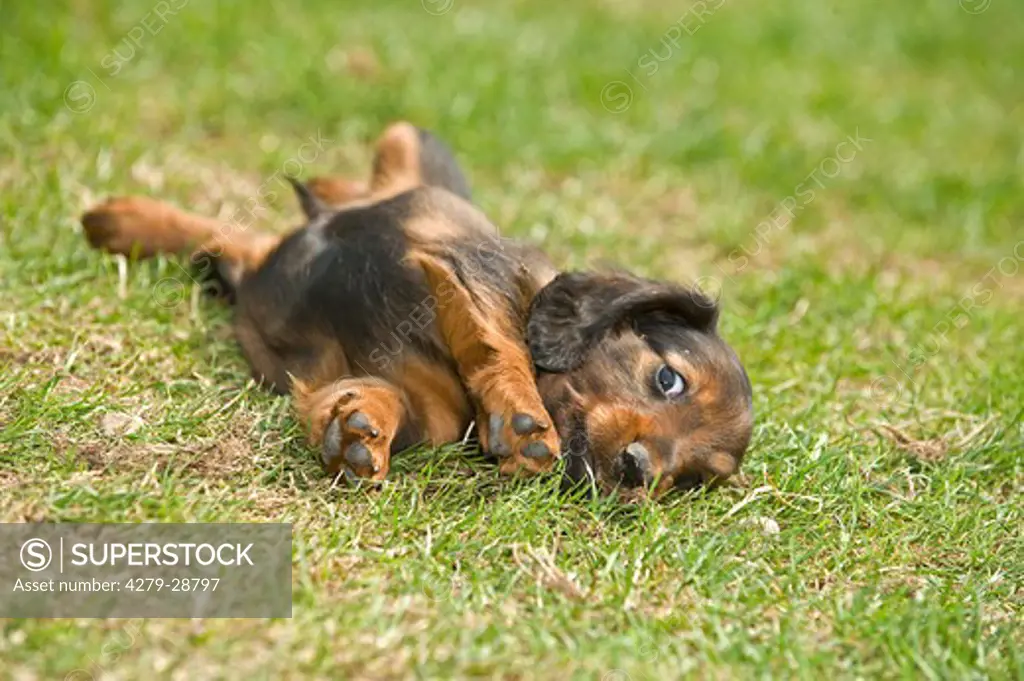long-haired miniature dachshund dog - puppy lying on meadow
