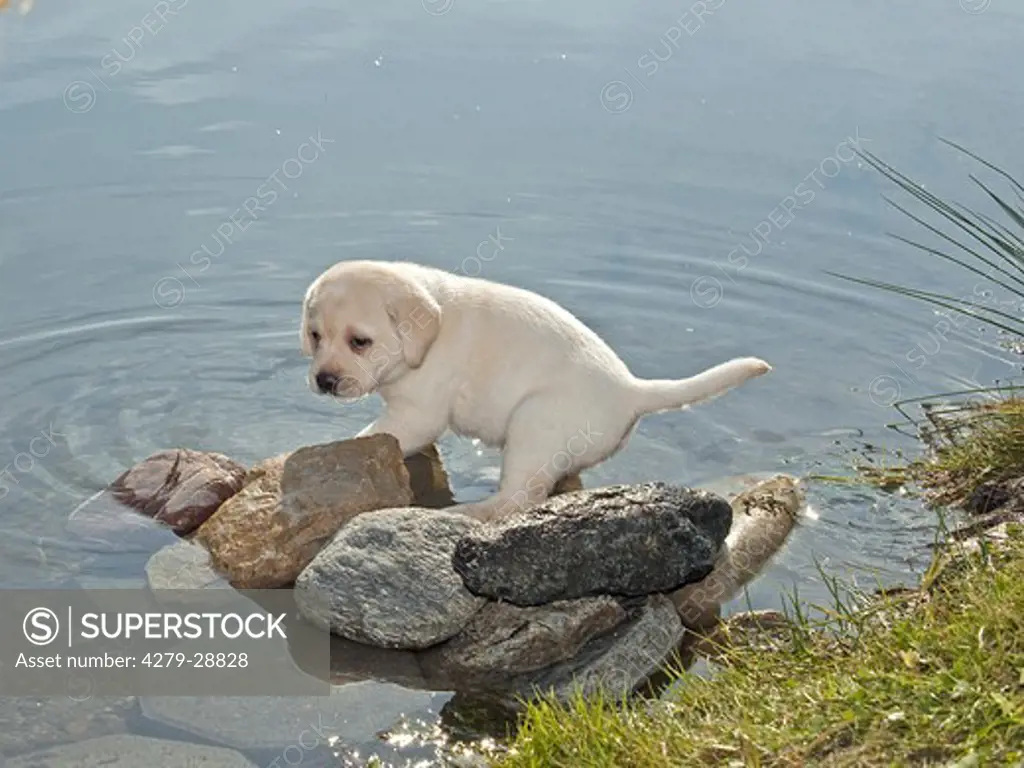 Labrador Retriever dog - puppy in water