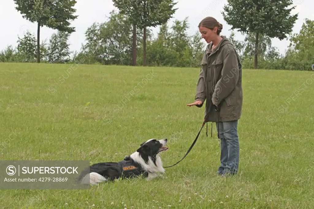 Border Collie dog with mistress