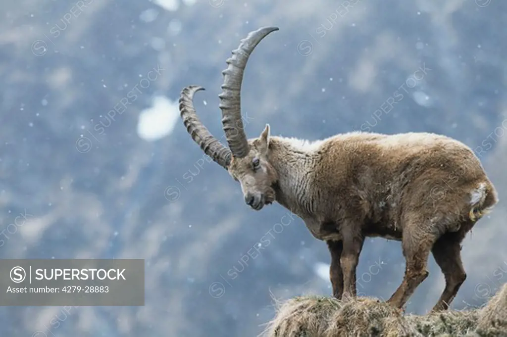 Alpine Ibex - standing, Capra ibex