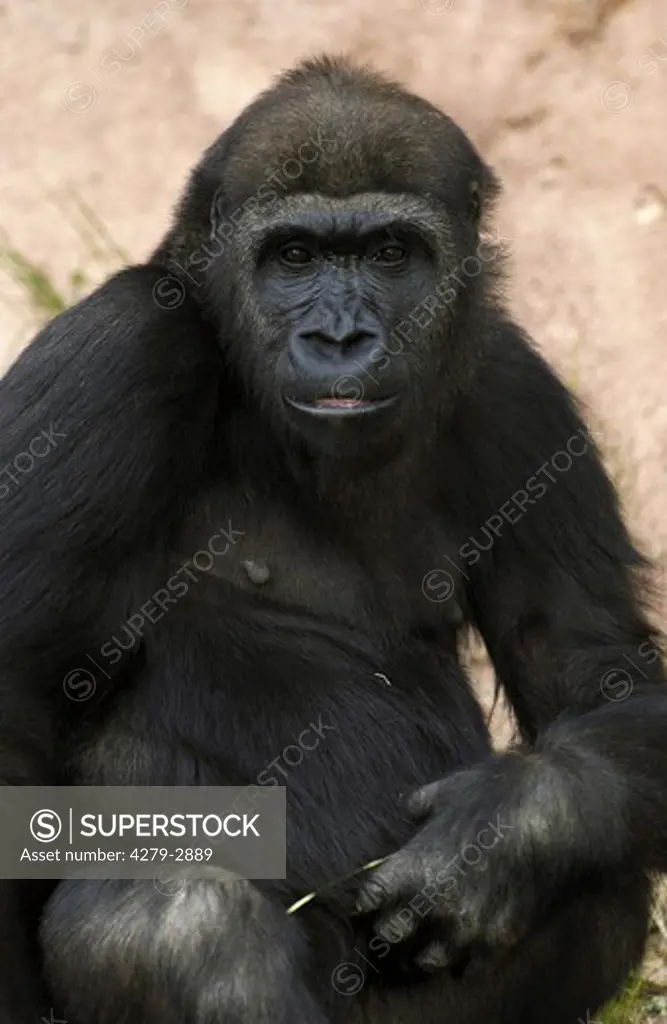 lowland gorilla, Gorilla gorilla gorilla