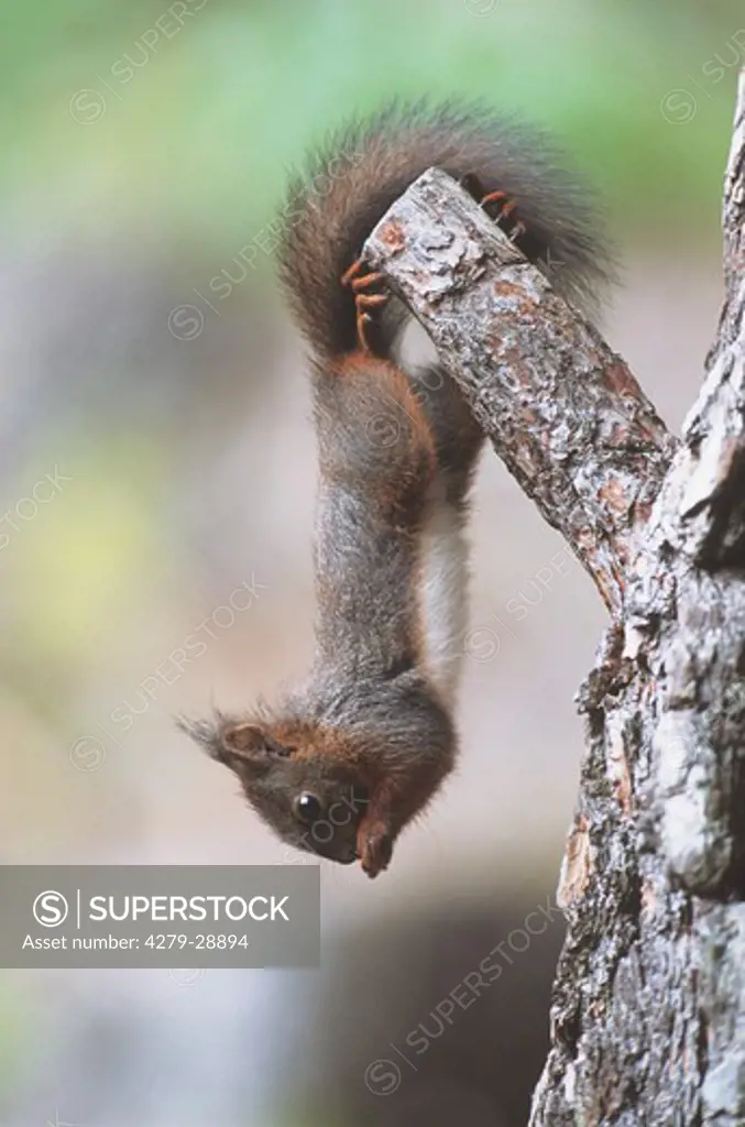 European red squirrel at branch, Sciurus vulgaris